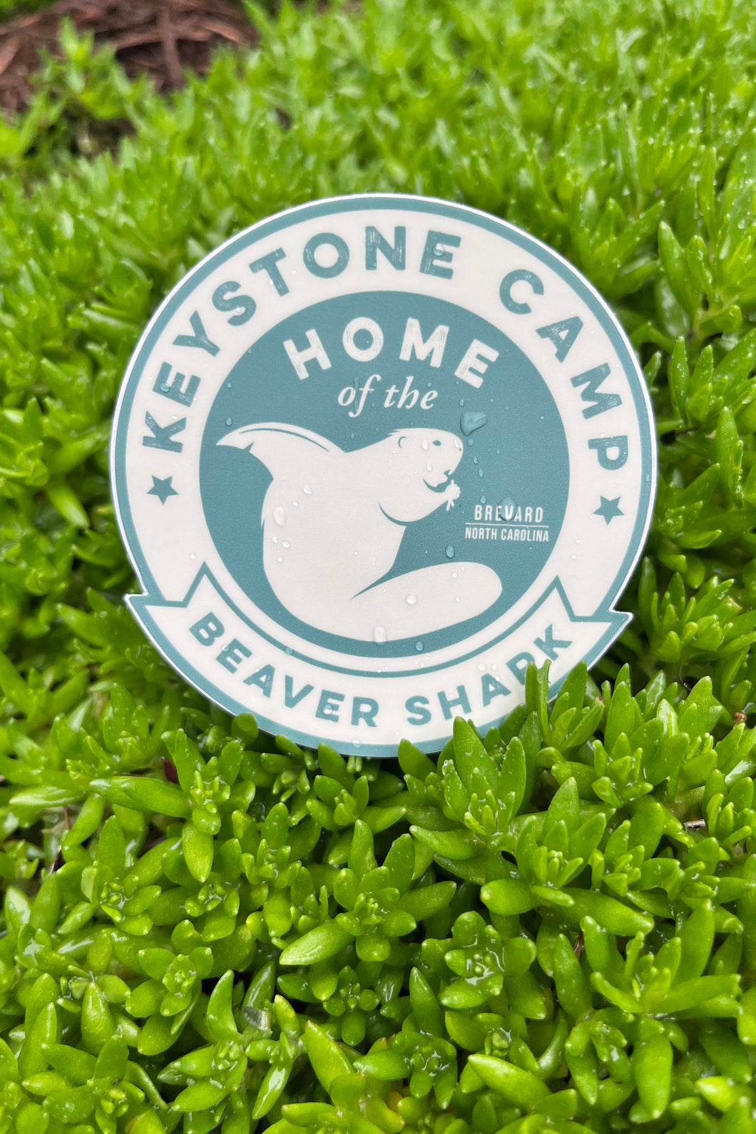 Sticker: Beaver Shark Round